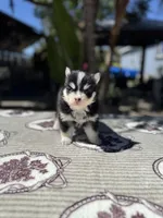 Solar, a male Pomsky for sale in Homeland, CA – 8 of 9