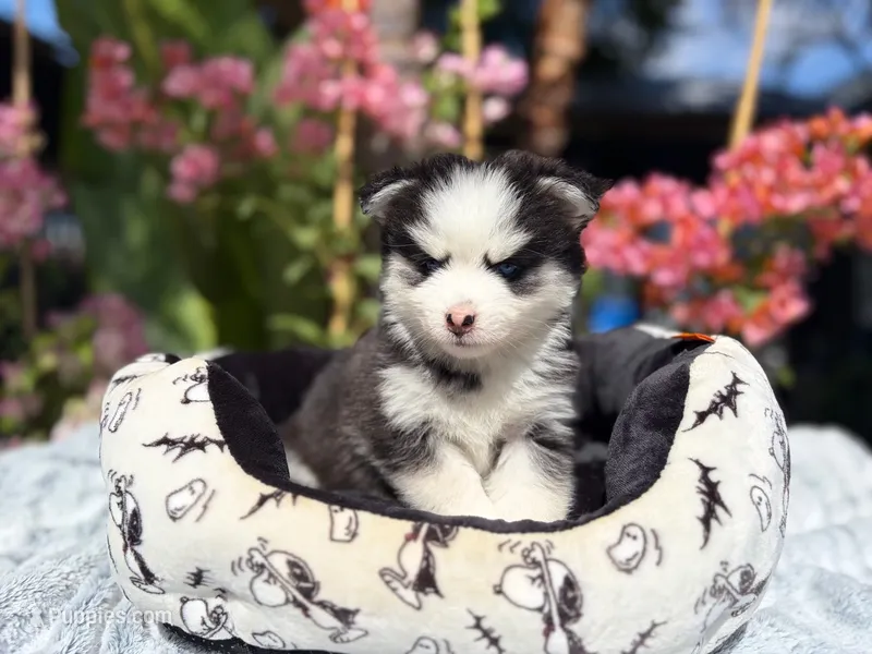 Percy – Pomsky puppy for sale in Homeland, CA