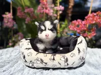 Eclipse, a female Pomsky for sale in Homeland, CA – 3 of 9