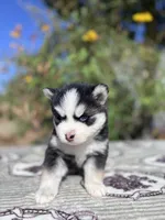 Mercury, a male Pomsky for sale in Homeland, CA – 6 of 9
