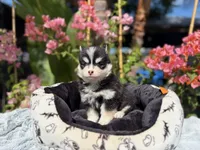 Solar, a male Pomsky for sale in Homeland, CA – 2 of 9