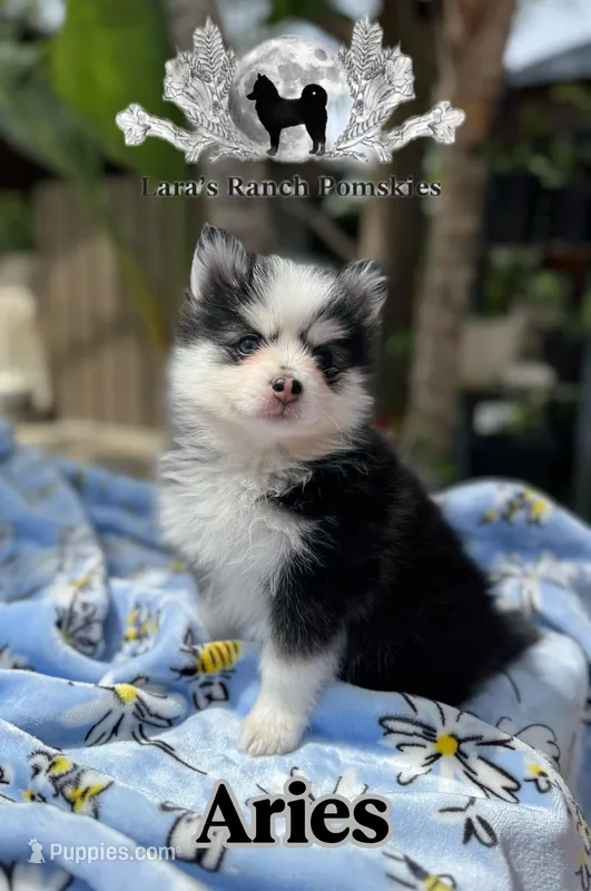 Aries – Pomsky puppy for sale in Homeland, CA