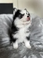 Aries, a female Pomsky for sale in Homeland, CA – Photo 6 of 8