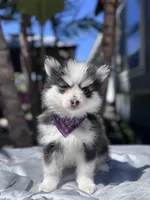 Aries, a female Pomsky for sale in Homeland, CA – Photo 3 of 10
