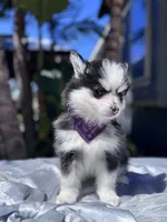 Aries, a female Pomsky for sale in Homeland, CA – Photo 1 of 10