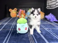 Aries, a female Pomsky for sale in Homeland, CA – 3 of 9