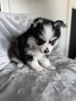 Aries, a female Pomsky for sale in Homeland, CA – Photo 8 of 8
