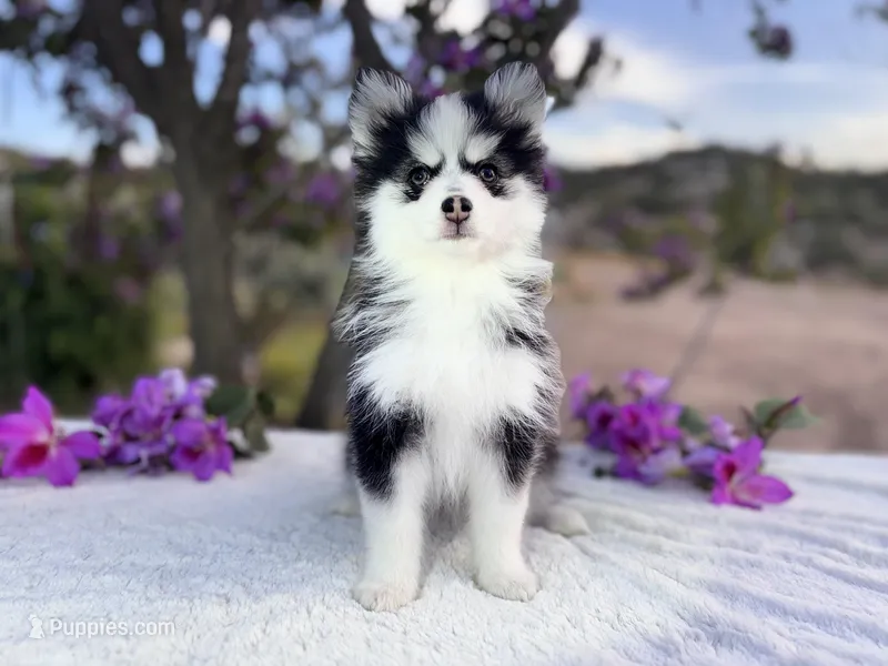 Aries – Pomsky puppy for sale in Homeland, CA