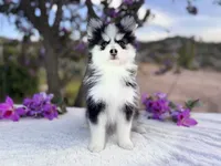 Aries, a female Pomsky for sale in Homeland, CA – 2 of 9