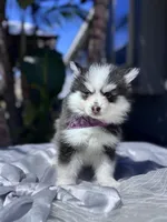 Aries, a female Pomsky for sale in Homeland, CA – Photo 2 of 10