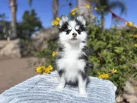 Aries, a female Pomsky for sale in Homeland, CA – 9 of 9