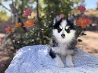Aries, a female Pomsky for sale in Homeland, CA – 7 of 9