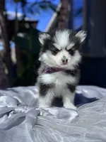 Aries, a female Pomsky for sale in Homeland, CA – Photo 4 of 10