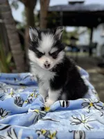Aries, a female Pomsky for sale in Homeland, CA – Photo 3 of 8