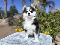 Aries, a female Pomsky for sale in Homeland, CA – 8 of 9