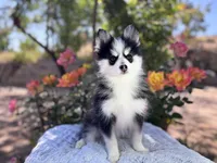 Aries, a female Pomsky for sale in Homeland, CA – 6 of 9