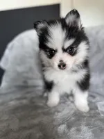 Aries, a female Pomsky for sale in Homeland, CA – Photo 7 of 8