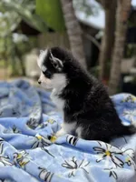 Aries, a female Pomsky for sale in Homeland, CA – Photo 4 of 8