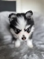 Aries, a female Pomsky for sale in Homeland, CA – Photo 5 of 8