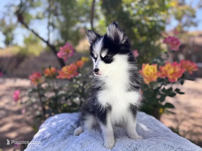 Aries – Pomsky puppy for sale in Homeland, CA
