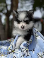 Aries, a female Pomsky for sale in Homeland, CA – Photo 2 of 8