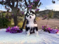 Gemini, a female Pomsky for sale in Homeland, CA – Photo 1 of 9