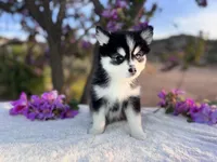 Gemini, a female Pomsky for sale in Homeland, CA – Photo 3 of 9