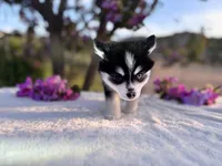 Gemini, a female Pomsky for sale in Homeland, CA – Photo 5 of 9