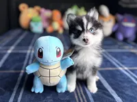 Gemini, a female Pomsky for sale in Homeland, CA – Photo 8 of 9