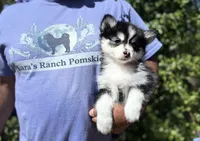 Gemini, a female Pomsky for sale in Homeland, CA – Photo 9 of 9
