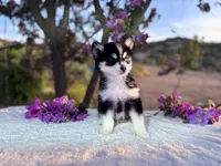 Gemini, a female Pomsky for sale in Homeland, CA – Photo 7 of 9