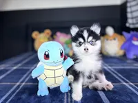 Gemini, a female Pomsky for sale in Homeland, CA – Photo 4 of 9