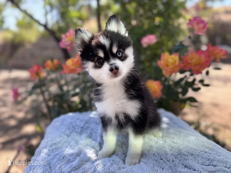 Gemini – Pomsky puppy for sale in Homeland, CA