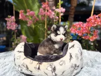 Mercury, a male Pomsky for sale in Homeland, CA – 2 of 9