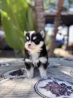 Solar, a male Pomsky for sale in Homeland, CA – 9 of 9