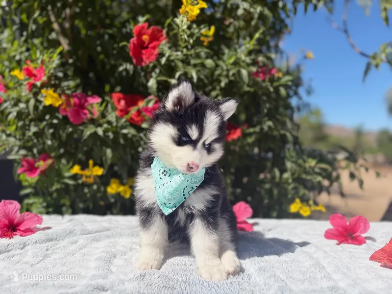 Eclipse – Pomsky puppy for sale in Homeland, CA