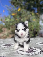 Percy, a female Pomsky for sale in Homeland, CA – 7 of 9