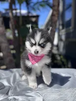 Libra, a female Pomsky for sale in Homeland, CA – Photo 2 of 10