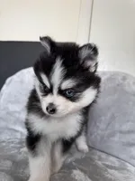 Libra, a female Pomsky for sale in Homeland, CA – Photo 7 of 10