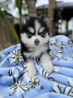 Libra, a female Pomsky for sale in Homeland, CA – Photo 4 of 10