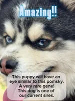 Libra, a female Pomsky for sale in Homeland, CA – Photo 10 of 10