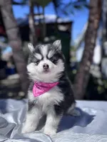 Libra, a female Pomsky for sale in Homeland, CA – Photo 3 of 10