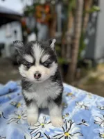 Libra, a female Pomsky for sale in Homeland, CA – Photo 2 of 10