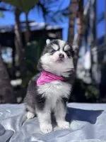 Libra, a female Pomsky for sale in Homeland, CA – Photo 4 of 10