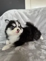 Libra, a female Pomsky for sale in Homeland, CA – Photo 6 of 10