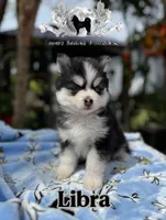 Libra, a female Pomsky for sale in Homeland, CA – Photo 1 of 10