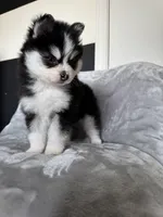 Libra, a female Pomsky for sale in Homeland, CA – Photo 8 of 10