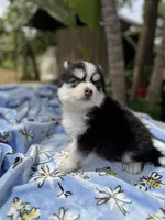 Libra, a female Pomsky for sale in Homeland, CA – Photo 3 of 10