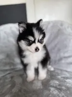 Libra, a female Pomsky for sale in Homeland, CA – Photo 9 of 10