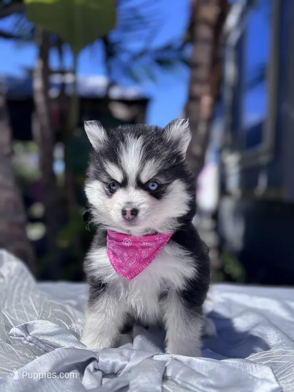 Libra – Pomsky puppy for sale in Homeland, CA